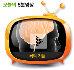 뇌의 기능